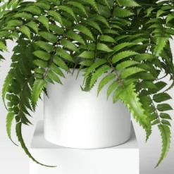 Boston Fern - Threshold™ -Threshold™ GUEST 3cbf8c34 f3f7 4bfa a5a1 7c1c2936c266