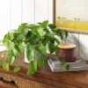 14" X 28" Artificial Pothos Plant In Pot - Threshold™ -Threshold™ GUEST 57699ef2 589a 4b55 b694 a6da246d0821