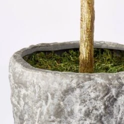 Banyan Tree Potted - Threshold™ Designed With Studio McGee -Threshold™ GUEST 7c945569 ea6c 4192 94d5 6530a4bfd2d3