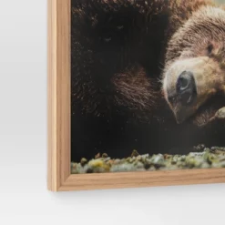 20" X 16" Bear Photography Framed Art Brown - Threshold™ -Threshold™ GUEST 8d29808a 8d0a 4121 a8c8 64d15cc45658
