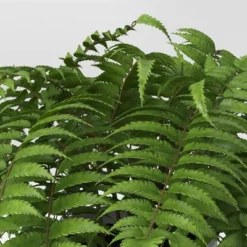 Boston Fern - Threshold™ -Threshold™ GUEST f3c0ffda f332 456e 8192 76871098eab0